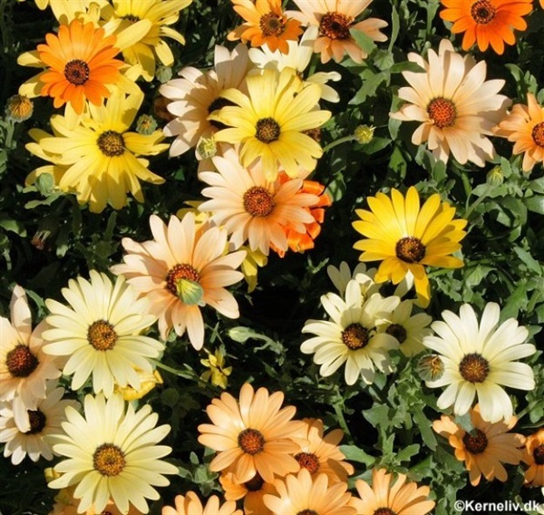 เดซี่แอฟริกันคละสี - Mixed African Daisy | สกายสแครปเปอร์ - เมืองสมุทรปราการ สมุทรปราการ