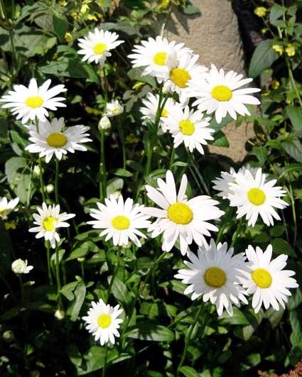 เดซี่ชาสตา - Shasta Daisy