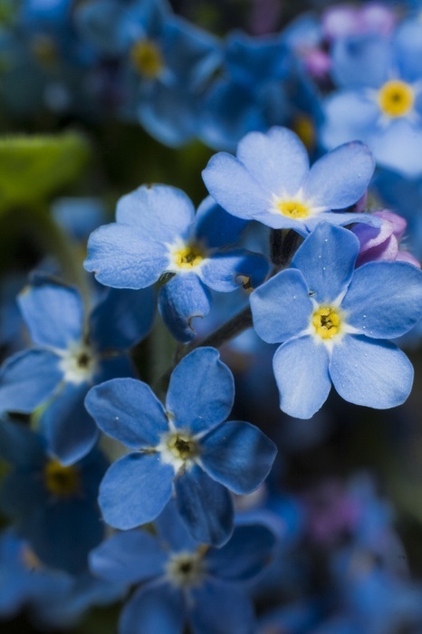 เมล็ดฟอร์เก็ตมีนอตสีฟ้า - Blue Forget me not | สกายสแครปเปอร์ - เมืองสมุทรปราการ สมุทรปราการ