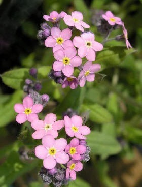 ฟอร์เก็ตมีนอตสีชมพู - Pink Forget me not