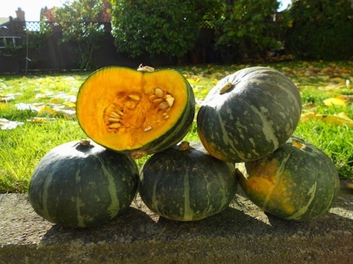 ฟักทองญี่ปุ่น - Japanese Pumpkin