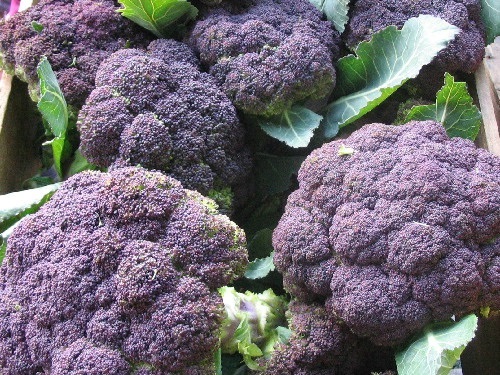 กะหล่ำดอกสีม่วง - Purple Cape Cauliflower