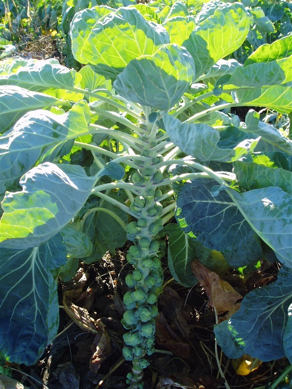 กะหล่ำดาวสีเขียว - Long Island Improved Brussels Sprout