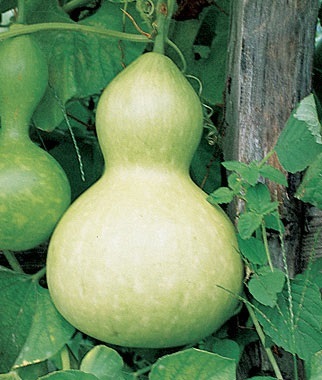 น้ำเต้า - Bottle Gourd | สกายสแครปเปอร์ - เมืองสมุทรปราการ สมุทรปราการ