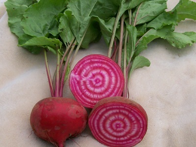 บีทชิออกเจีย - Chioggia Beet