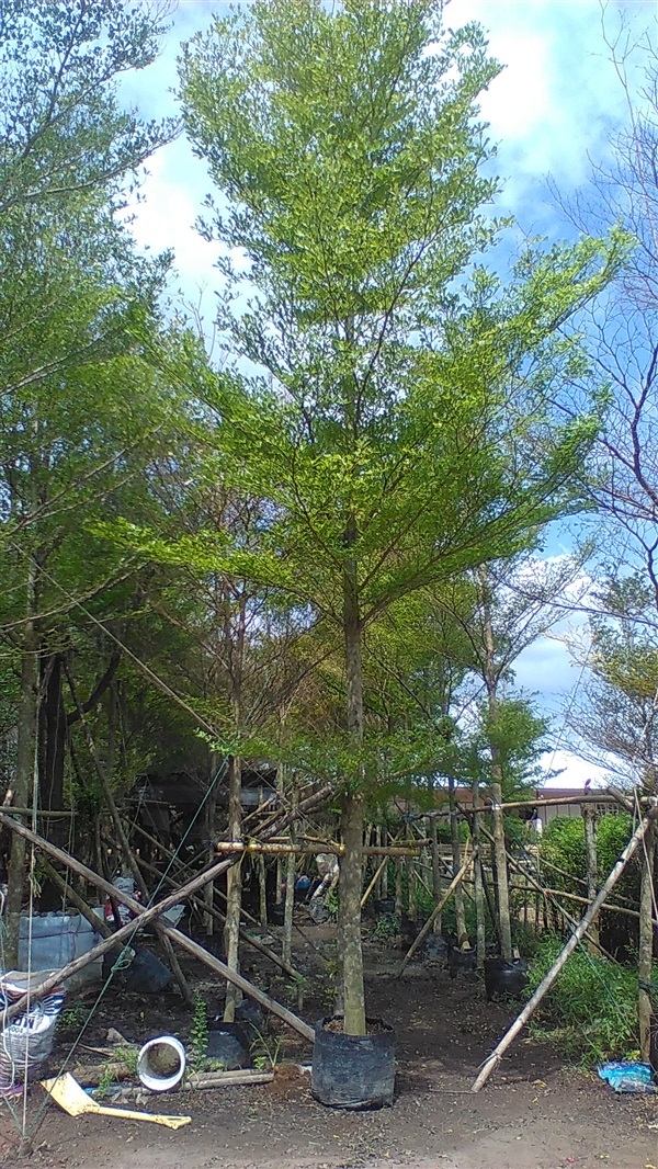 ต้นหูกระจง | น้องโชกุลพันธุ์ไม้้ - เมืองปราจีนบุรี ปราจีนบุรี