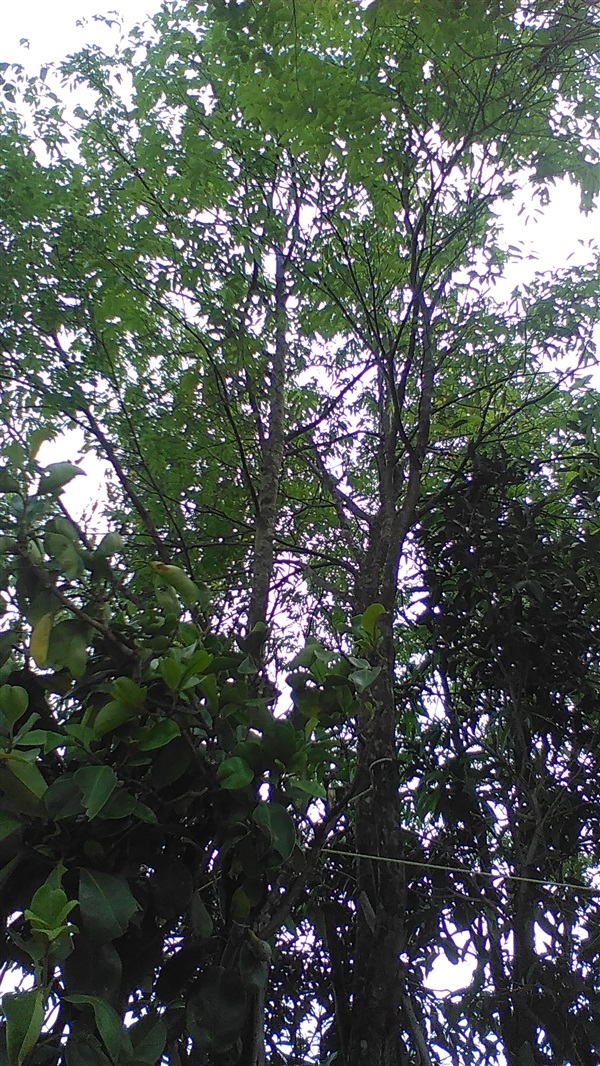 ต้นลำดวน | น้องโชกุลพันธุ์ไม้้ - เมืองปราจีนบุรี ปราจีนบุรี