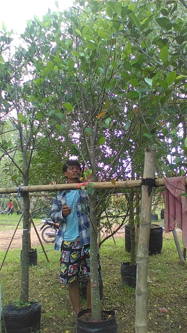 ต้นขนุน | น้องโชกุลพันธุ์ไม้้ - เมืองปราจีนบุรี ปราจีนบุรี