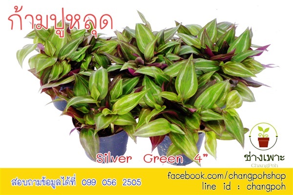 ก้ามปูหลุด สีเขียว | สวนดากานดา (Dakanda Flower) - ราชเทวี กรุงเทพมหานคร