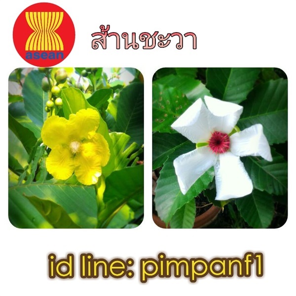 ส้านชะวา | ไม้เมืองมงคล - ดอนเมือง กรุงเทพมหานคร