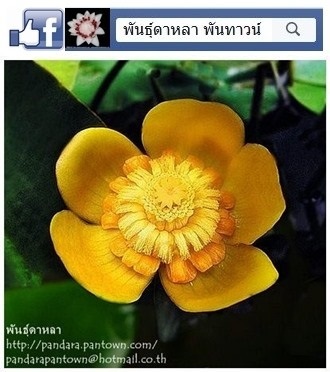 บัวญีปุ่น | พันธุ์ดาหลา - เมืองเชียงใหม่ เชียงใหม่