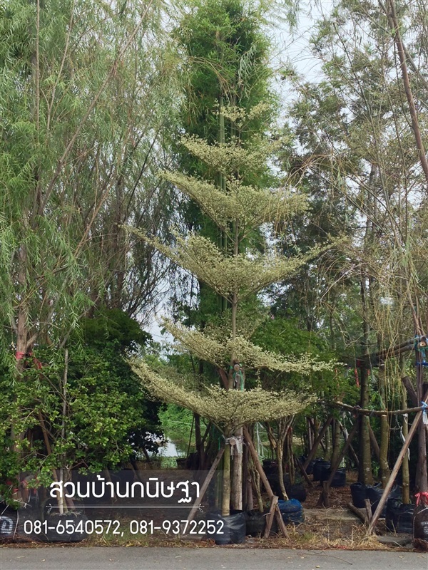 หูกระจงด่าง |  สวนบ้านกนิษฐา คลอง 15 - องครักษ์ นครนายก