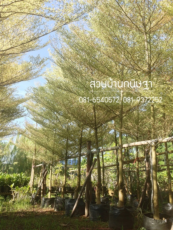 หูกระจงด่าง |  สวนบ้านกนิษฐา คลอง 15 - องครักษ์ นครนายก