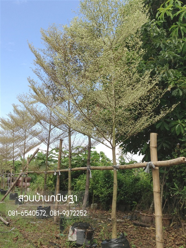 หูกระจงด่าง |  สวนบ้านกนิษฐา คลอง 15 - องครักษ์ นครนายก