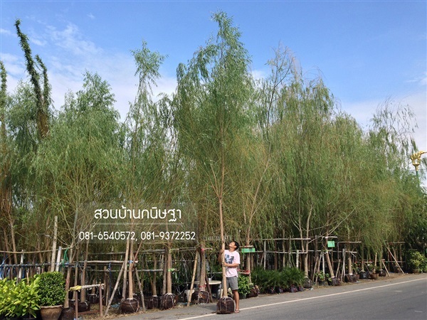 หลิวลู่ลม |  สวนบ้านกนิษฐา คลอง 15 - องครักษ์ นครนายก