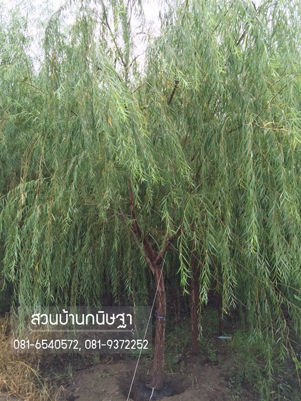 หลิวลู่ลม |  สวนบ้านกนิษฐา คลอง 15 - องครักษ์ นครนายก