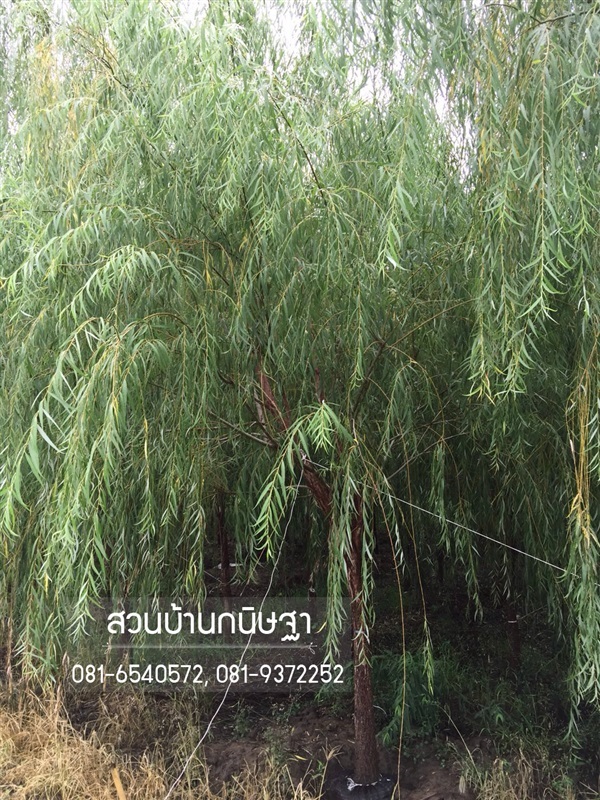 หลิวลู่ลม |  สวนบ้านกนิษฐา คลอง 15 - องครักษ์ นครนายก