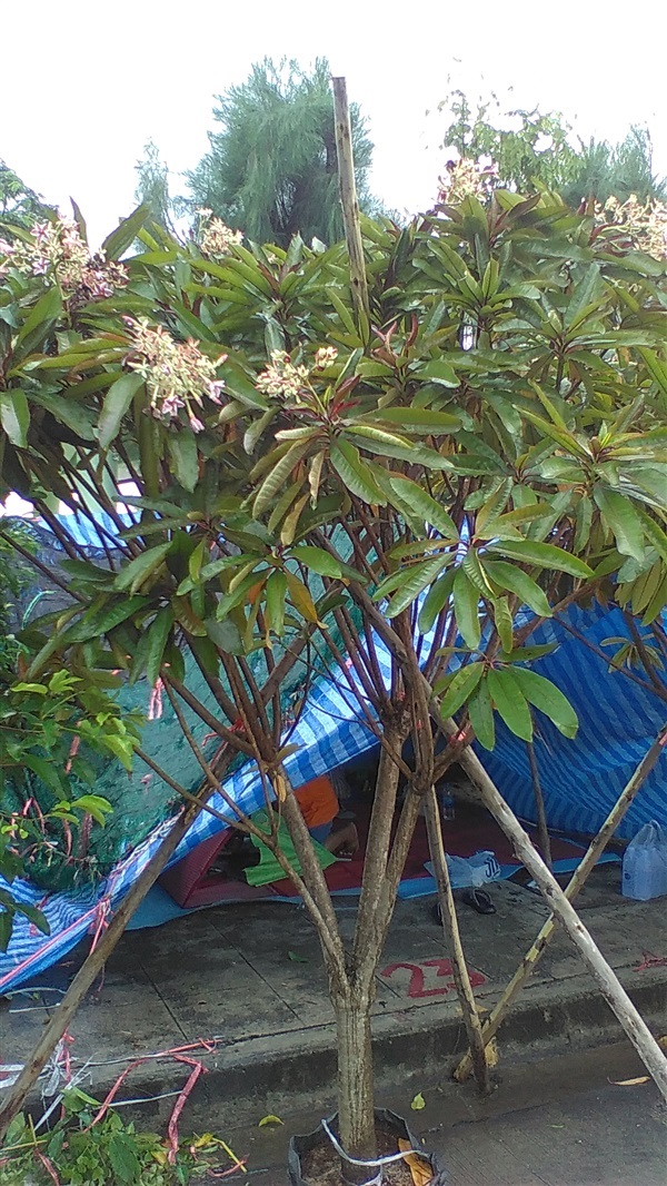ต้นเป็ดแดง | น้องโชกุลพันธุ์ไม้้ - เมืองปราจีนบุรี ปราจีนบุรี