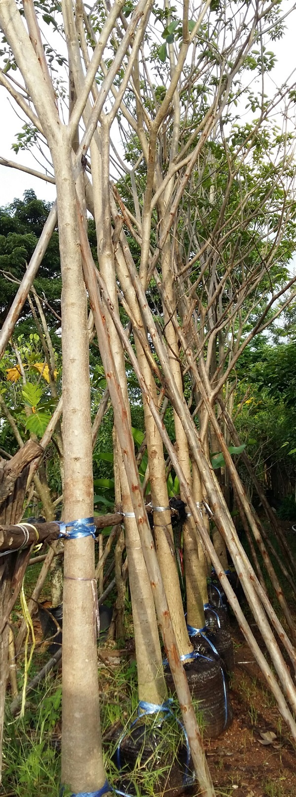 ชมพูพันธ์ทิพย์5" | สวนทวี - เมืองปราจีนบุรี ปราจีนบุรี