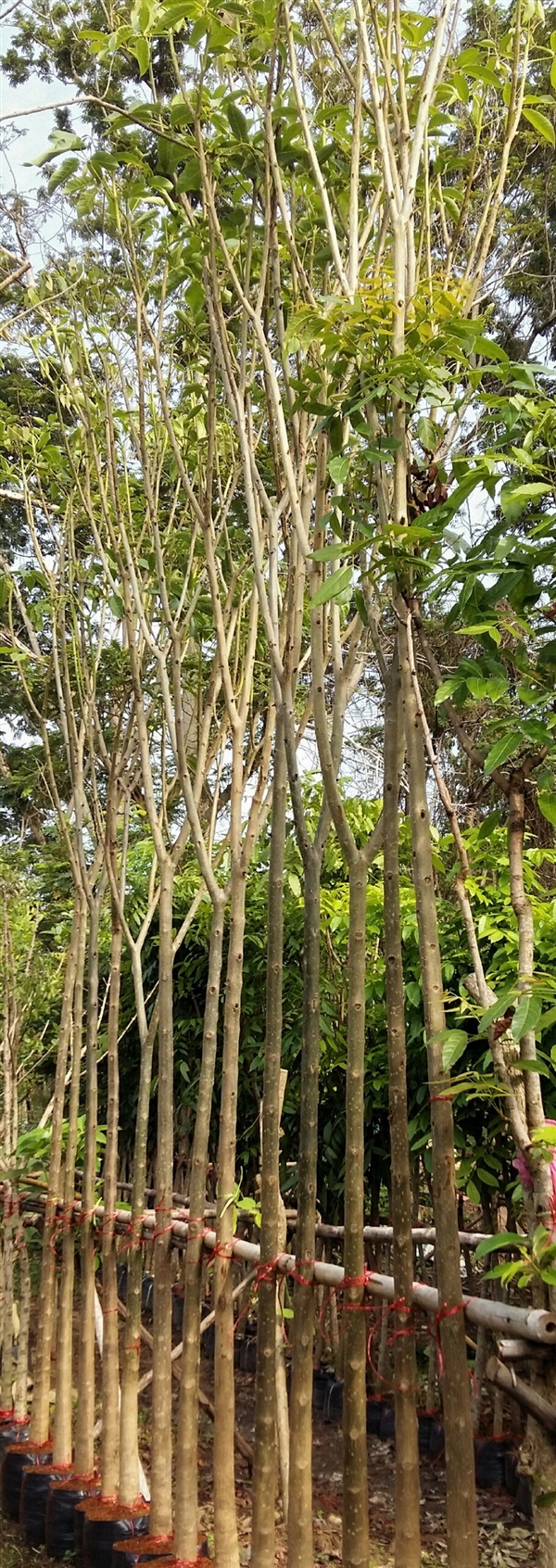 ชมพูพันธ์ทิพย์3" | สวนทวี - เมืองปราจีนบุรี ปราจีนบุรี