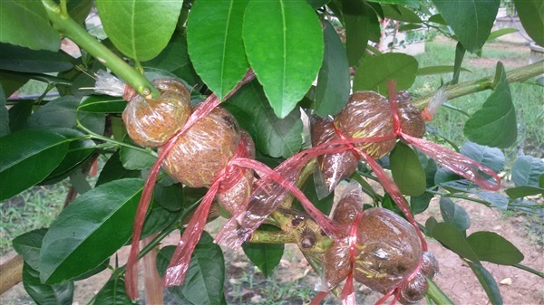 กิ่งพันธุ์มะนาว | สวนมะนาวจ่าปิยะ - หนองแซง สระบุรี