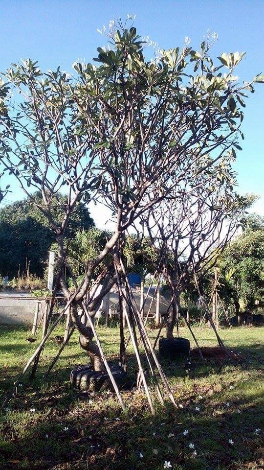 ต้นลีลาวดี(ขาวพวง) | สามพี่น้องพันธุ์ไม้ - แก่งคอย สระบุรี