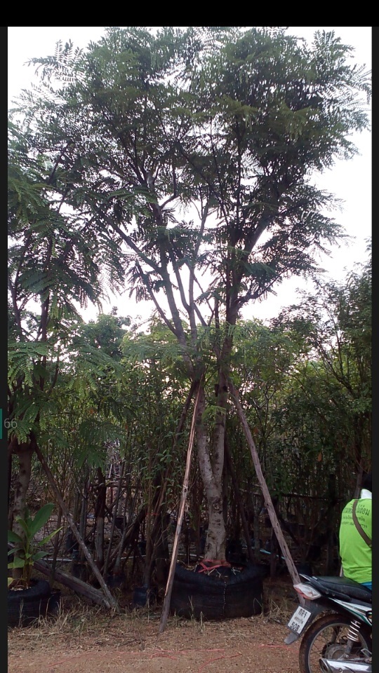 ต้นชัยพฤกษ์(ยอดเขียว) | สามพี่น้องพันธุ์ไม้ - แก่งคอย สระบุรี