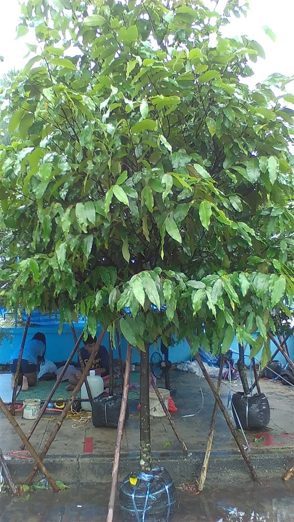 ต้นลำดวนดอย | น้องโชกุลพันธุ์ไม้้ - เมืองปราจีนบุรี ปราจีนบุรี