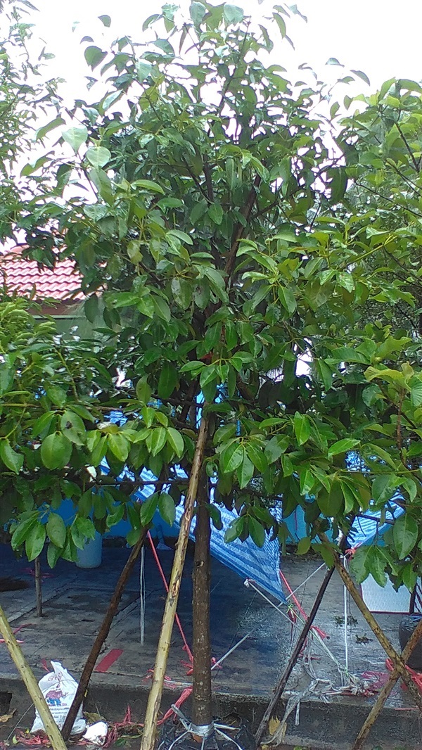 ต้นพวา | น้องโชกุลพันธุ์ไม้้ - เมืองปราจีนบุรี ปราจีนบุรี