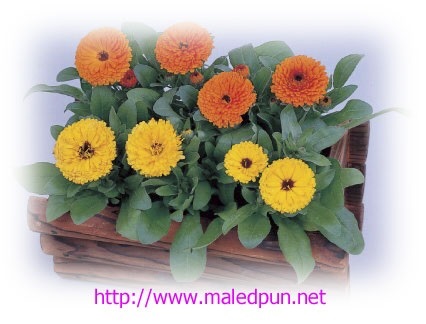 ดอกคาเลนดูล่า"อีคลิปส์" CALENDULA ECLIPSE MIX / 20 เมล็ด | เมล็ดพันธุ์ดอทเน็ต  - นาจะหลวย อุบลราชธานี