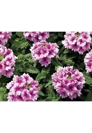 ดอกเวอบีน่า โกลบ ออร์คิด Verbena Globe Orchid / 30 เมล็ด | เมล็ดพันธุ์ดอทเน็ต  - นาจะหลวย อุบลราชธานี