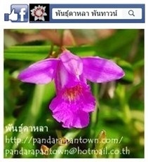 ถี่โถปีนัง | พันธุ์ดาหลา - เมืองเชียงใหม่ เชียงใหม่