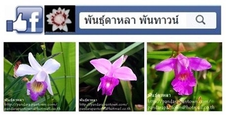 ถี่โถปีนังสามสี | พันธุ์ดาหลา - เมืองเชียงใหม่ เชียงใหม่