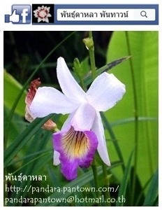 ยี่โถปีนังแคระ