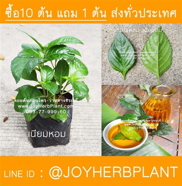 เนียมหอม เนียมอ้ม เนียมหอมใส่เหล้า ซื้อ 10แถม 1  | ร้านจอยต้นสมุนไพร - หนองแขม กรุงเทพมหานคร