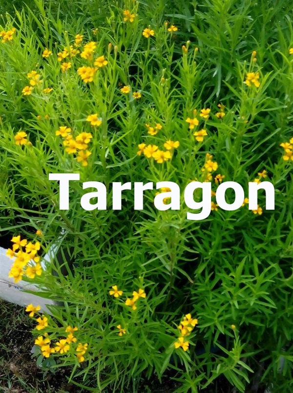 Tarragon ทารากอน | Samui Culinary Herbs - เกาะสมุย สุราษฎร์ธานี