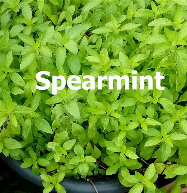 สเปียมินท์ spearmint