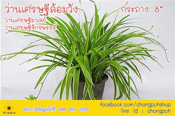 ว่านเศรษฐีมาเลย์ ว่านเศรษฐีล้อมวัง | สวนดากานดา (Dakanda Flower) - ราชเทวี กรุงเทพมหานคร