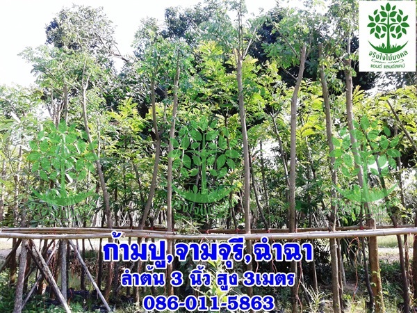 ขายต้นจามจุรีหรือต้นก้ามปู 3นิ้ว สูง3เมตร ราคาถูก | จริงใจไม้มงคล แอนด์ แลนด์สเคป - ลำลูกกา ปทุมธานี