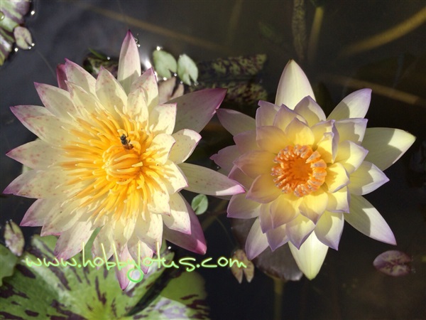 Tropical waterlily | ร้านบัวประดับจัตุจักร ประตู3  - จตุจักร กรุงเทพมหานคร