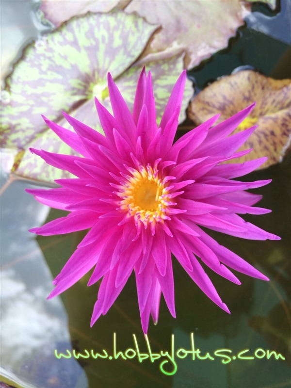 Tropical waterlily