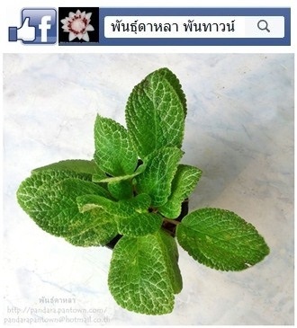 พรมญี่ปุ่น | พันธุ์ดาหลา - เมืองเชียงใหม่ เชียงใหม่