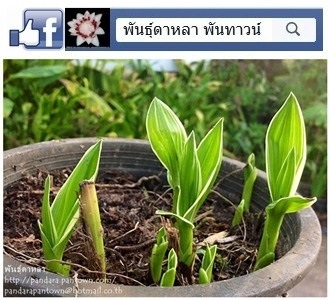 กล้วยไม้ดินดอกทิวลิปใบด่าง | พันธุ์ดาหลา - เมืองเชียงใหม่ เชียงใหม่