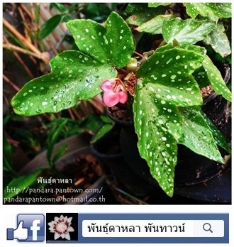 บีโกเนียแคระ | พันธุ์ดาหลา - เมืองเชียงใหม่ เชียงใหม่