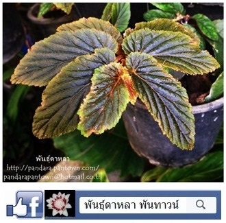 บีโกเนียแคระ | พันธุ์ดาหลา - เมืองเชียงใหม่ เชียงใหม่