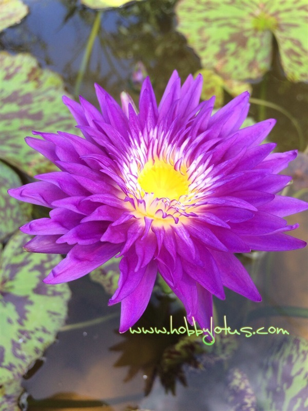  Tropical waterlily