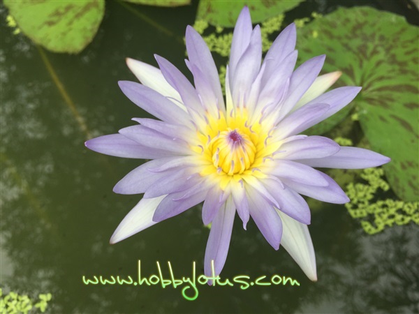 Tropical waterlily