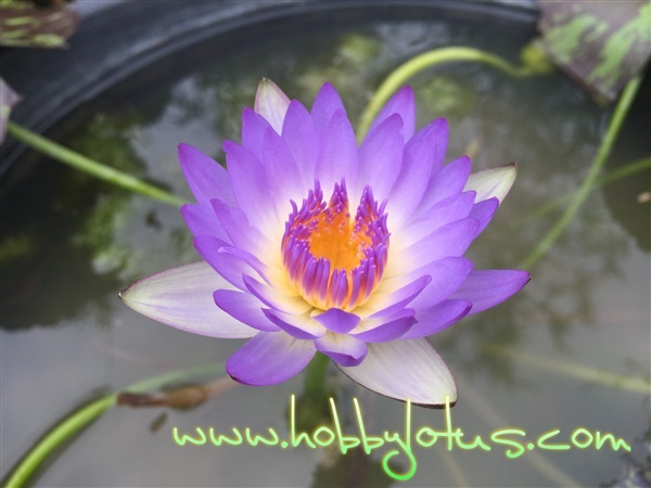 Tropical waterlily