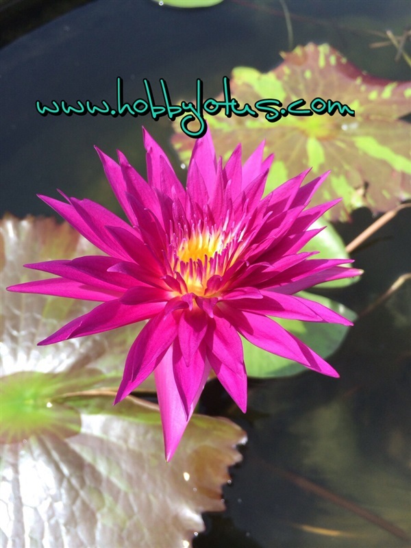 Tropical waterlily | ร้านบัวประดับจัตุจักร ประตู3  - จตุจักร กรุงเทพมหานคร