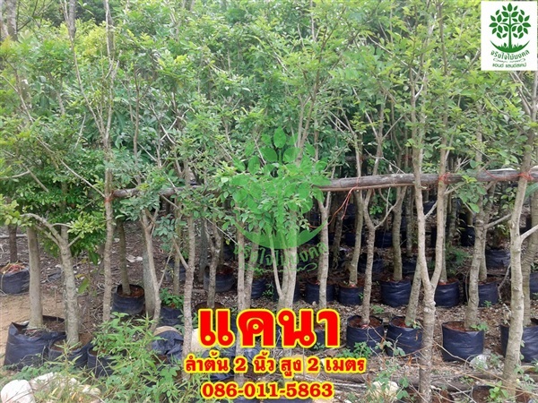 ขายต้นแคนาสูง 2เมตร | จริงใจไม้มงคล แอนด์ แลนด์สเคป - ลำลูกกา ปทุมธานี